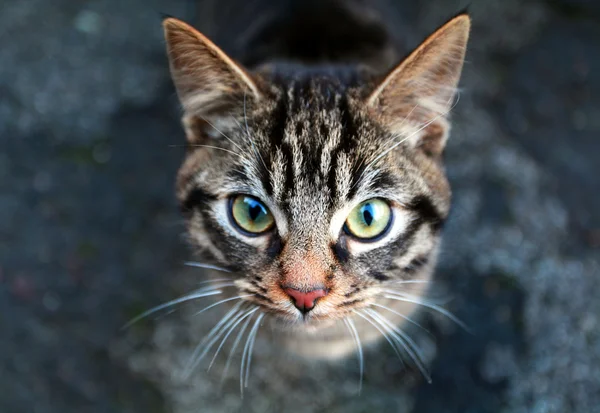 หัวแมว — ภาพถ่ายสต็อก