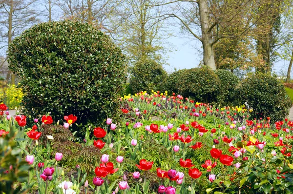 Zahrada s mnoha barevnými květy — Stock fotografie