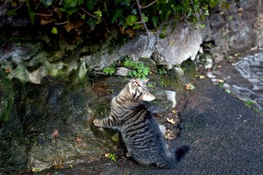 açık havada kedi