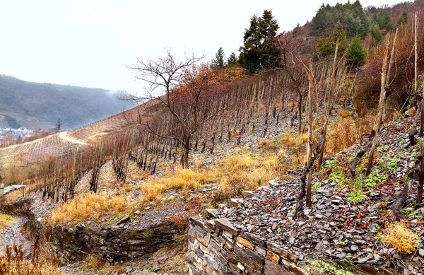 Wijngaard op de heuvel — Stockfoto