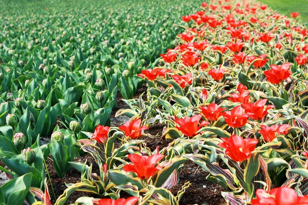 Feld mit bunten Tulpen — Stockfoto