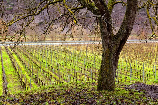 Виноградник и дерево — стоковое фото
