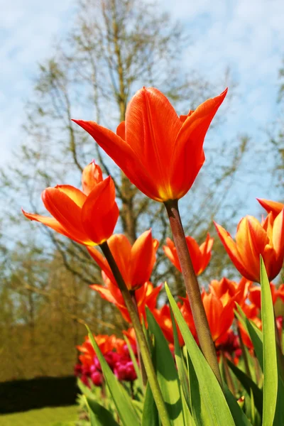 Red tulips over sky — Stock Photo, Image