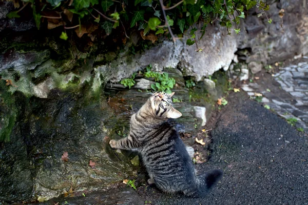 แมวกลางแจ้ง — ภาพถ่ายสต็อก