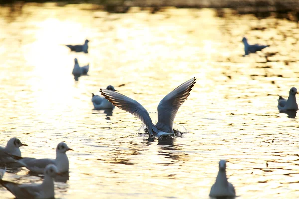 Gaviota volando —  Fotos de Stock