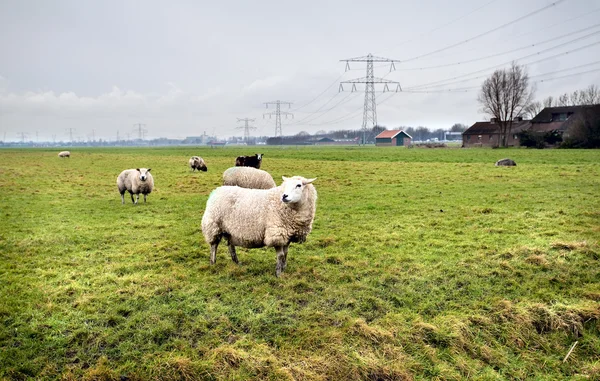 네덜란드 농장에 양 — 스톡 사진