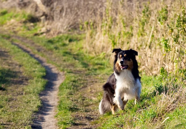 Bern on the path — Stock Photo, Image