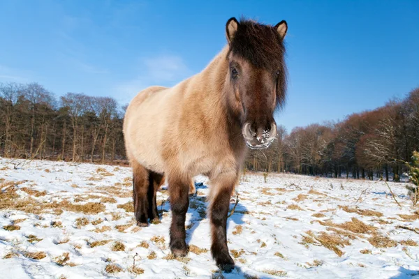 Hnědé pony zblízka — Stock fotografie