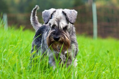 Schnauzer çim