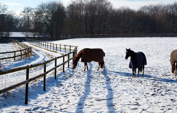 Hästar på vintern — Stockfoto