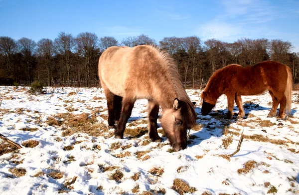 Dva roztomilý pony na parture — Stock fotografie