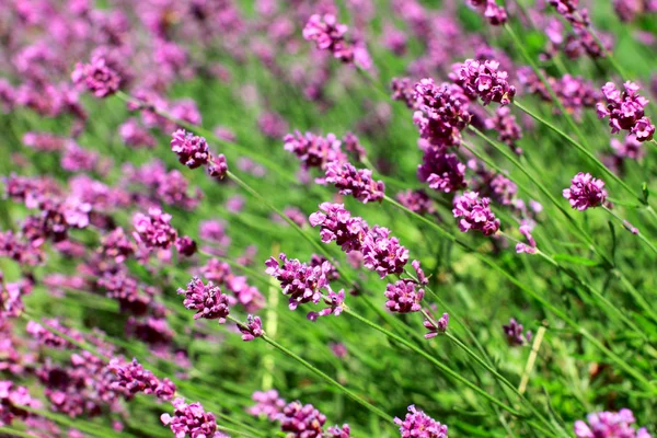 Lavendel (Lavandula)) — Stockfoto