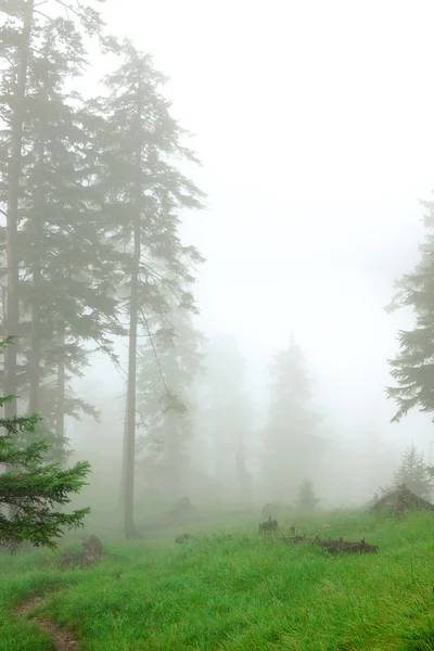 Path in the forest — Stock Photo, Image