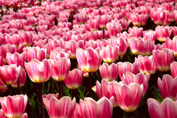 Hintergrund der rosa Tulpen — Stockfoto