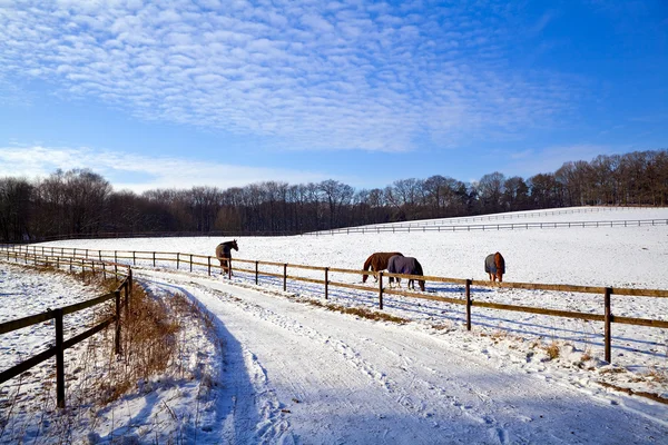 Winterweide mit Pferden — Stockfoto