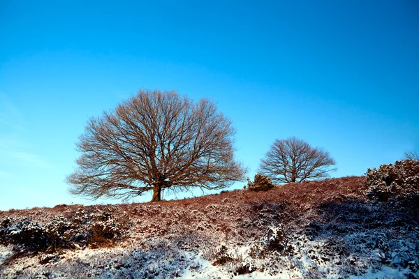 Ağaç üzerinde mavi gökyüzü — Stok fotoğraf