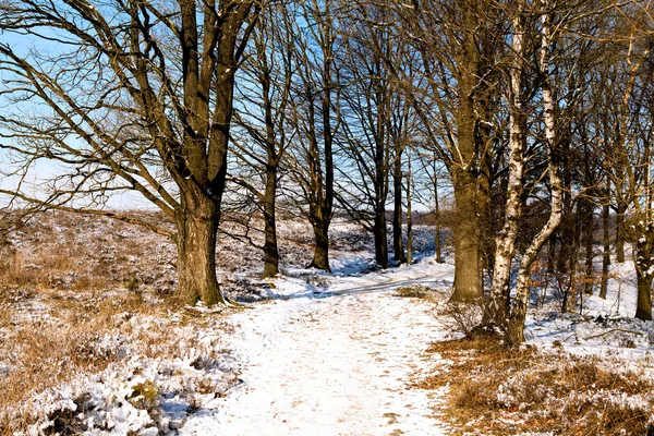 Chemin dans la forêt d'hiver — Photo