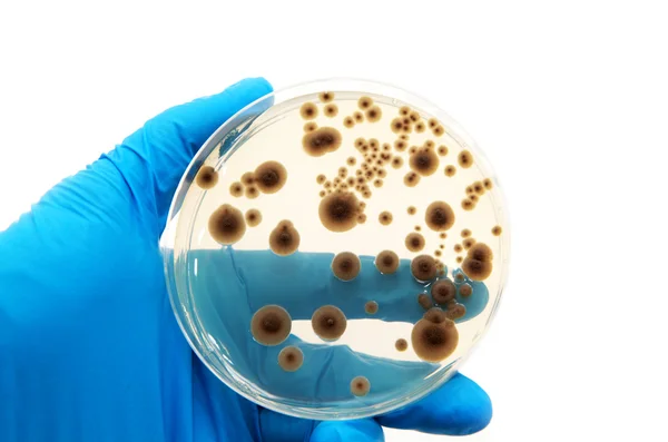 Микроорганизмы на агарной пластине — стоковое фото