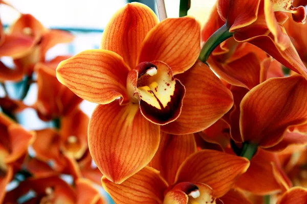 Orange orchid — Stock Photo, Image