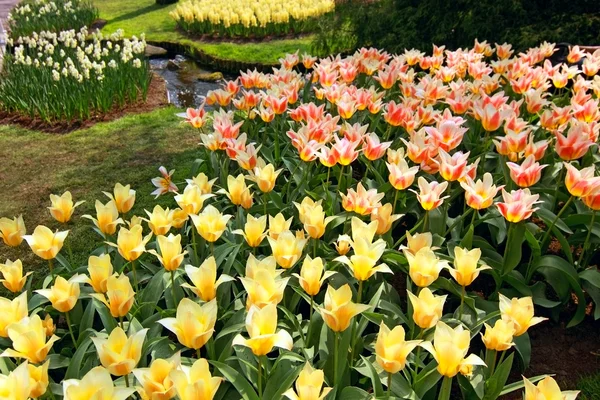 Schöne Tulpen im Garten — Stockfoto