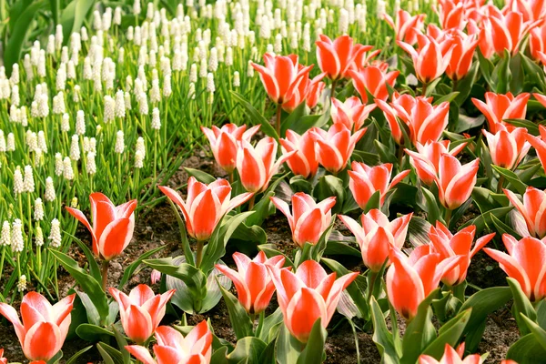 Csíkos tulipán szabadban — Stock Fotó