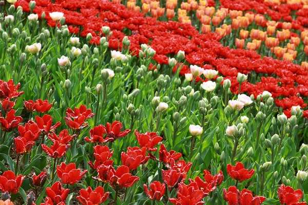 Colorful fields with tulips — Stock Photo, Image