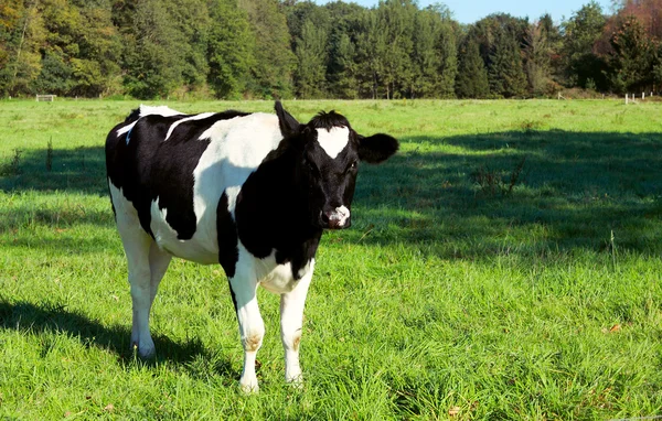 Junge schwarze und weiße Kuh — Stockfoto