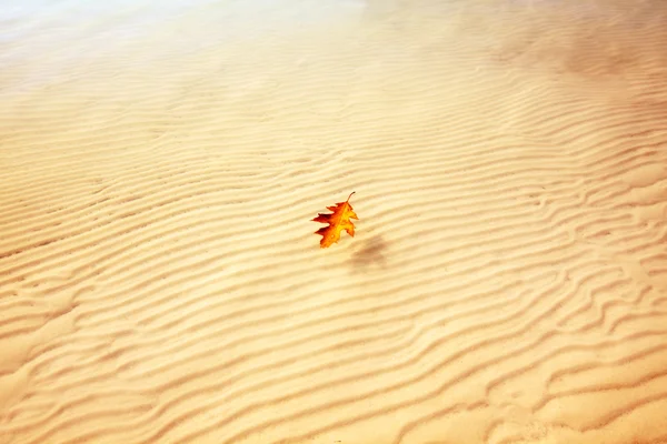 Один оранжевый лист на воде — стоковое фото