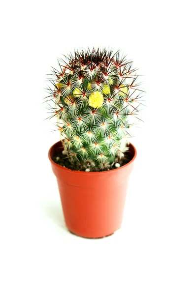 Kaktus — Stock fotografie