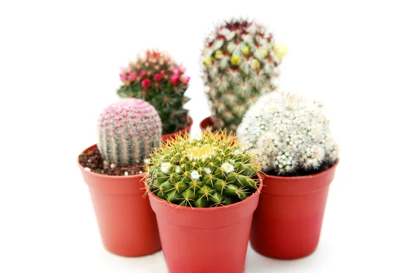 Pochi cactus — Foto Stock