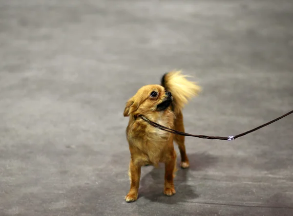 Piccolo cane carino - spitz — Foto Stock