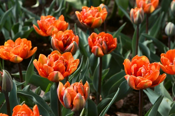 Leuchtend orangefarbene Tulpen — Stockfoto