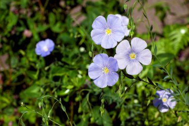 Linum usitatissimum çiçekler