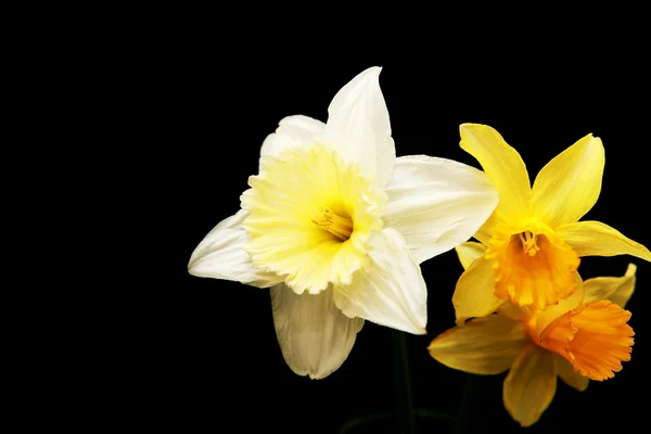 White and yellow narcissus — Stock Photo, Image