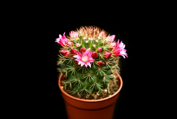 Kvetoucí kaktus s květy fialové — Stock fotografie