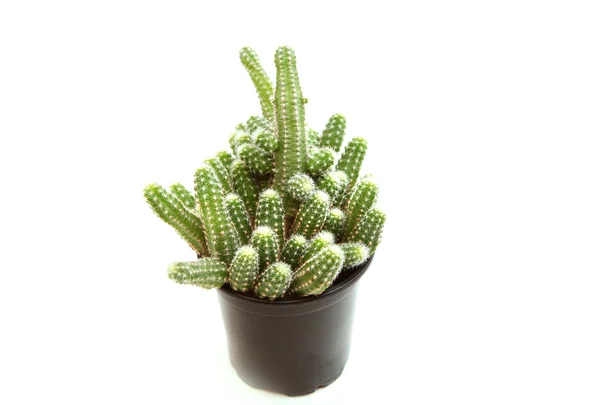 Cactus ramificato — Foto Stock
