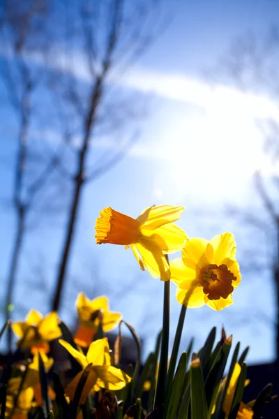 Narcissus tegen zon — Stockfoto