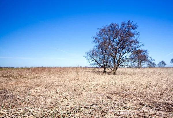 Tree on horizon — Stock Photo, Image