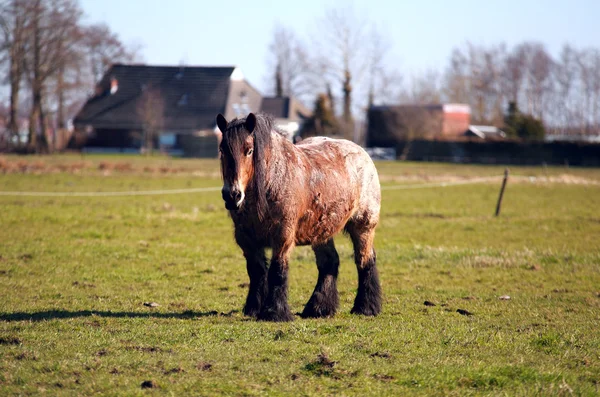 Antiguo caballo frisón al aire libre —  Fotos de Stock