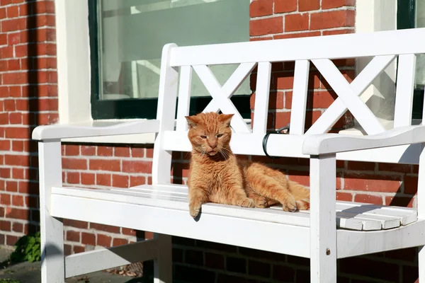 Kot na ławce — Zdjęcie stockowe