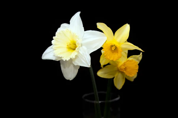 Weiße und gelbe Narzissen — Stockfoto