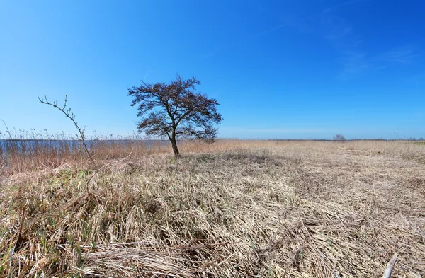 平野の土地に 1 本の木 — ストック写真