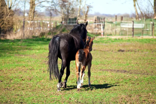 Konie matki i słońce — Zdjęcie stockowe