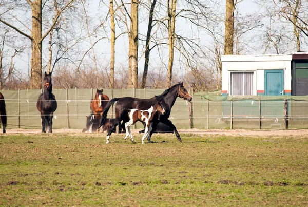 Rinnande hästar på bete — Stockfoto