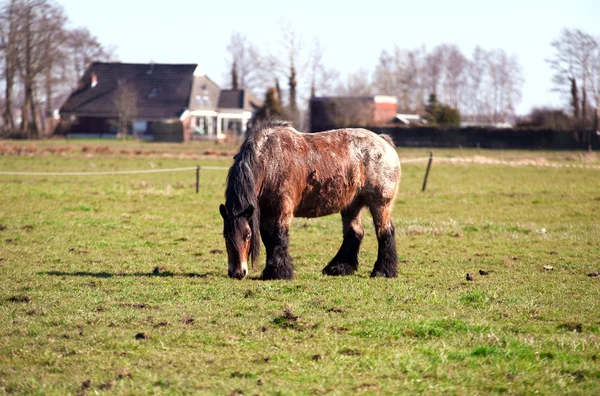 Staré špinavé kůň — Stock fotografie