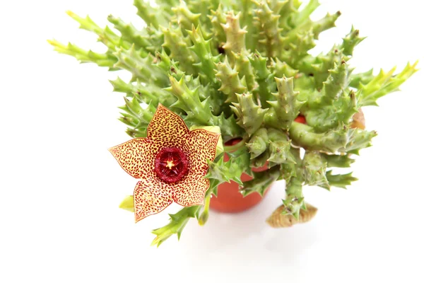 Цветок Стапелии — стоковое фото