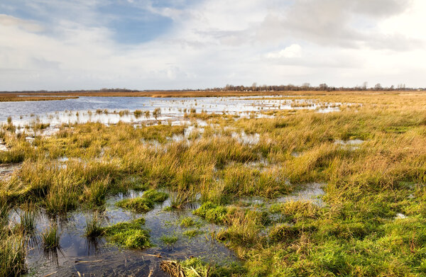 Flooded field and sky