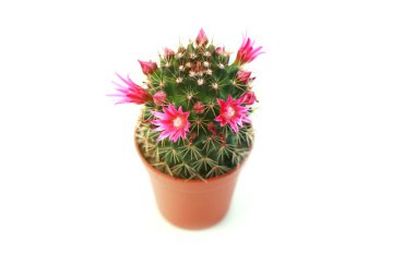 Blossoming cactus clipart