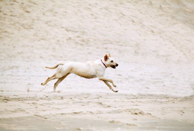 açık havada köpek