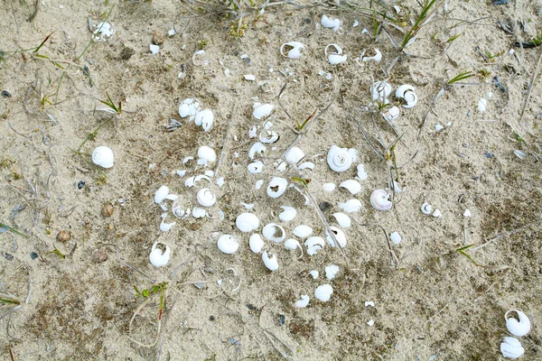 stock image Backgrounds with sand and shells